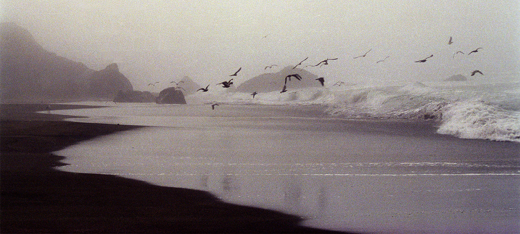 Seagulls